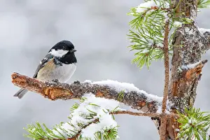 Coal: Coal tit (Parus ater), sitting on a branch, Terfens