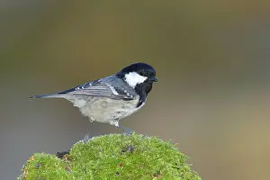 Coal: Coal tit (Parus ater), sitting on moss-covered root