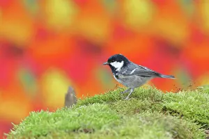 Coal: Coal tit (Parus ater), sitting on a tree root in