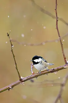 Flurry: Coal Tit - Perched on bramble in a snow flurry