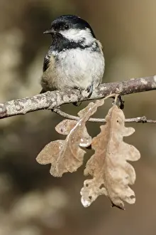 Periparus: Coal Tit - perched on a branch - Castile and Leon, Spain