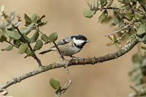 Coal: Coal Tit - perched on a branch - Castile and Leon, Spain