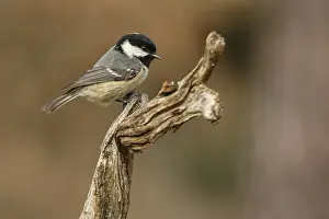 Coal: Coal Tit - perched on a branch - Castilla Leon, Spain