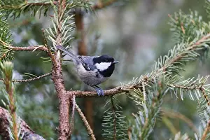 Firs: Coal Tit - perched on fir tree branch, feeding