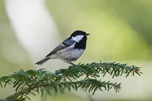 Firs: Coal Tit - perched on fir tree branch, feeding