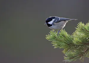Coal: Coal Tit - perched in pine tree - Winter