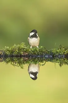 Coal: Coal Tit (Periparus ate) reflected in a pool, S