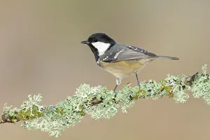 Coal: Coal Tit (Periparus ater) on a branch overgrown