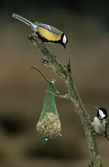 Coal: Coal Tit (Periparus ater) and Great Tit (Parus