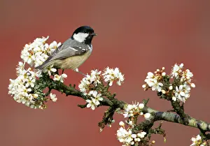 Spinosa: Coal tit (Periparus ater) perched amongst blackthorn