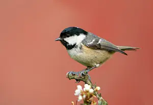 Spinosa: Coal tit (Periparus ater) perched amongst blackthorn