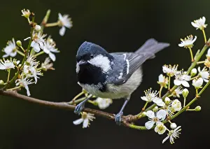 Coal: Coal Tit (Periparus ater) perched on branch of