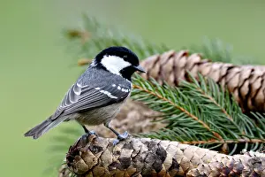 Abies: Coal tit (Periparus ater) on a pine cone, France