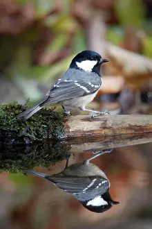 Periparus: Coal tit (Periparus ater) reflected in water, Tyrol