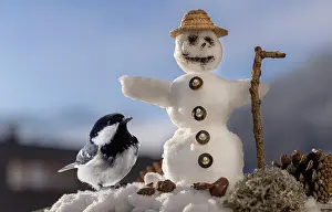 Coal: Coal Tit (Periparus ater) with Snowman