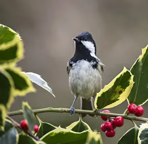 Coal: Coal Tit (Periparus ater) standing in alert pos