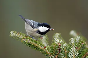 Firs: Coal Tit - searching for food on fir tree