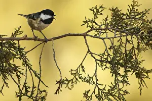 050618: Coal Tit - singing from a branch - Castilla Leon, Spain