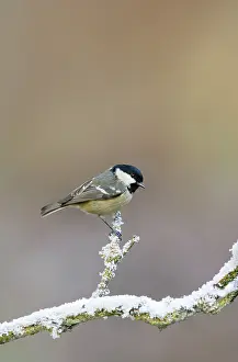 Coal: Coal tit - on snowy branch