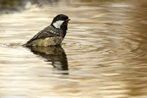 Periparus: Coal Tit - taking a bath - Castile and Leon, Spain