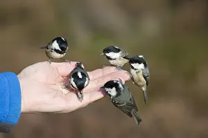 Periparus: Coal Tit - tits feeding on a hand of a man -