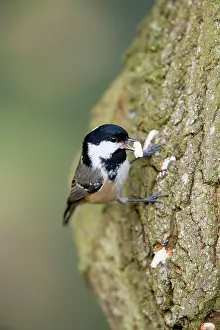 Periparus: Coal Tit on Tree Trunk