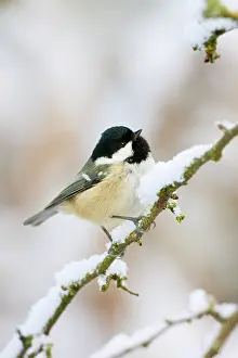 Hawthorne: Coal Tit - In winter on snow covered hawthorne twigs