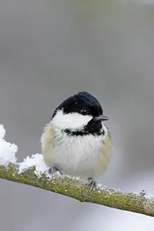 Periparus: Coal Tit - in winter on snow covered twig