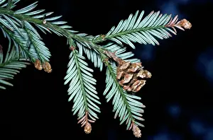 Redwood: Coast / Californian REDWOOD - close up of leaves and cone
