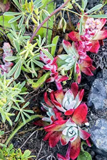 Reyes: Coast dudleya at Point Reyes National Seashore