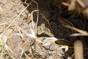 Reyes: Coast garter snake