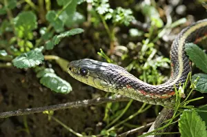 Slithering: Coast Garter Snake