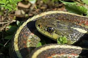 Thamnophis: Coast Garter Snake