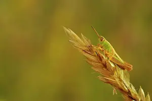 Halm: Coast Grasshopper