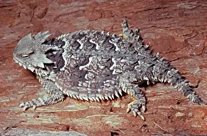 Phrynosoma: Coast Horned Lizard