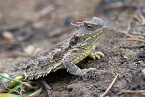 Phrynosoma: Coast Horned Lizard