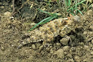 Diego: Coast Horned Lizard
