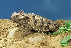 Phrynosoma: Coast Horned Lizard