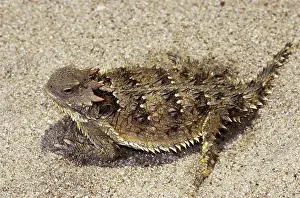 Phrynosoma: Coast Horned Lizard or Horny Toad