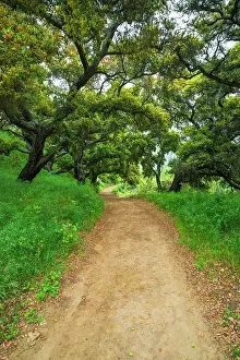 Unspoiled: Coast live oaks in Harmon Canyon Preserve, Ventura