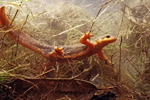 Taricha: Coast Range Newt