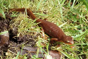 Caudata: Coast Range Newt
