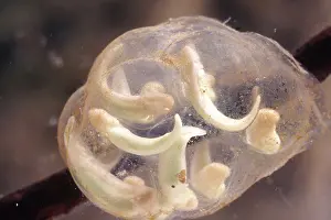 Caudata: Coast Range Newt Eggs