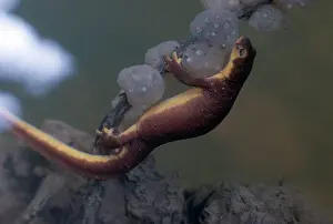 Caudata: Coast Range Newt with Eggs