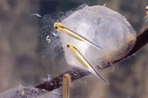 Salamandridae: Coast Range Newt Larva