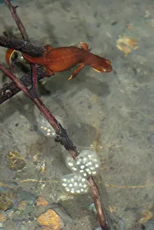 Taricha: Coast Range Newt Laying Eggs