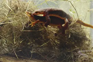 Salamandridae: Coast Range Newts Mating