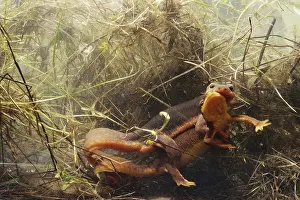 Salamandridae: Coast Range Newts Mating