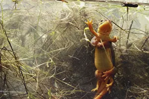 Salamandridae: Coast Range Newts Mating