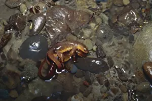 Salamandridae: Coast Range Newts Mating